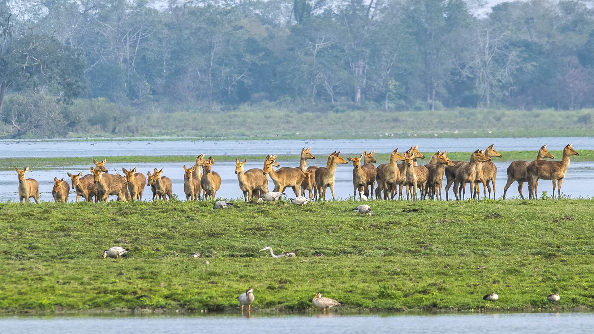 Experience the Thrill of Seeing Eastern Swamp Deer in Their Natural Habitat at Kaziranga